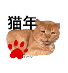 ハーツシェルター保護猫支援・冬（個別スタンプ：4）
