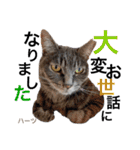 ハーツシェルター保護猫支援・冬（個別スタンプ：6）