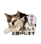 ハーツシェルター保護猫支援・冬（個別スタンプ：7）