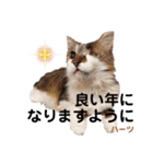 ハーツシェルター保護猫支援・冬（個別スタンプ：8）