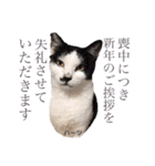 ハーツシェルター保護猫支援・冬（個別スタンプ：9）