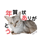 ハーツシェルター保護猫支援・冬（個別スタンプ：12）