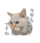ハーツシェルター保護猫支援・冬（個別スタンプ：14）