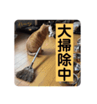ハーツシェルター保護猫支援・冬（個別スタンプ：15）