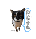 ハーツシェルター保護猫支援・冬（個別スタンプ：20）