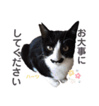ハーツシェルター保護猫支援・冬（個別スタンプ：21）
