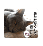 ハーツシェルター保護猫支援・冬（個別スタンプ：23）