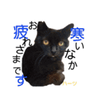 ハーツシェルター保護猫支援・冬（個別スタンプ：25）