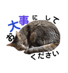 ハーツシェルター保護猫支援・冬（個別スタンプ：26）