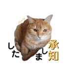 ハーツシェルター保護猫支援・冬（個別スタンプ：30）