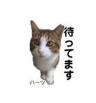 ハーツシェルター保護猫支援・冬（個別スタンプ：32）