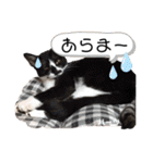 ハーツシェルター保護猫支援・冬（個別スタンプ：37）
