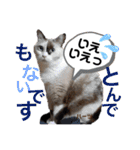 ハーツシェルター保護猫支援・冬（個別スタンプ：38）