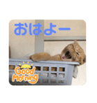 茶トラのこたくん（個別スタンプ：6）