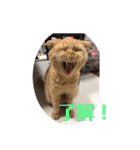 茶トラのこたくん（個別スタンプ：7）