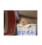 茶トラのこたくん（個別スタンプ：8）