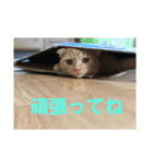 茶トラのこたくん（個別スタンプ：13）