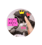 可愛いはちわれちゃんスタンプ（個別スタンプ：1）