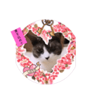 可愛いはちわれちゃんスタンプ（個別スタンプ：2）