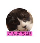 可愛いはちわれちゃんスタンプ（個別スタンプ：4）