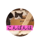可愛いはちわれちゃんスタンプ（個別スタンプ：5）