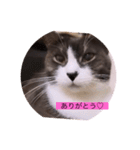 可愛いはちわれちゃんスタンプ（個別スタンプ：6）
