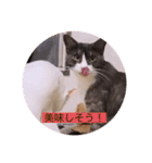可愛いはちわれちゃんスタンプ（個別スタンプ：7）