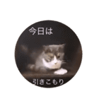 可愛いはちわれちゃんスタンプ（個別スタンプ：11）