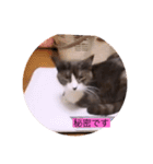 可愛いはちわれちゃんスタンプ（個別スタンプ：12）