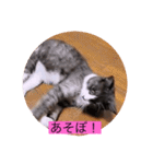 可愛いはちわれちゃんスタンプ（個別スタンプ：14）