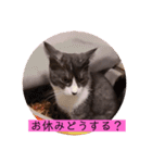 可愛いはちわれちゃんスタンプ（個別スタンプ：15）