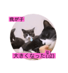 可愛いはちわれちゃんスタンプ（個別スタンプ：17）