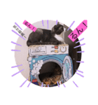 可愛いはちわれちゃんスタンプ（個別スタンプ：21）