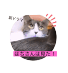 可愛いはちわれちゃんスタンプ（個別スタンプ：23）