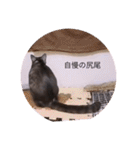 可愛いはちわれちゃんスタンプ（個別スタンプ：25）