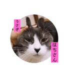 可愛いはちわれちゃんスタンプ（個別スタンプ：34）