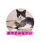 可愛いはちわれちゃんスタンプ（個別スタンプ：35）