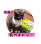 可愛いはちわれちゃんスタンプ（個別スタンプ：36）