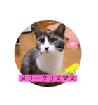可愛いはちわれちゃんスタンプ（個別スタンプ：39）