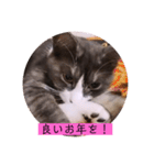 可愛いはちわれちゃんスタンプ（個別スタンプ：40）