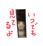 猫くんとトム1(増)（個別スタンプ：1）
