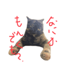 猫くんとトム1(増)（個別スタンプ：2）