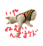 猫くんとトム1(増)（個別スタンプ：3）
