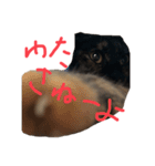 猫くんとトム1(増)（個別スタンプ：4）