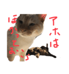 猫くんとトム1(増)（個別スタンプ：5）