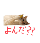 猫くんとトム1(増)（個別スタンプ：6）