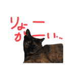猫くんとトム1(増)（個別スタンプ：7）