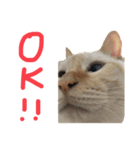 猫くんとトム1(増)（個別スタンプ：8）