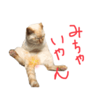 猫くんとトム1(増)（個別スタンプ：9）
