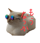 猫くんとトム1(増)（個別スタンプ：10）